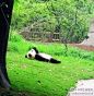 小熊猫