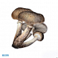 蘑菇 水果蔬菜美食手绘插画JPG高清图片设计素材