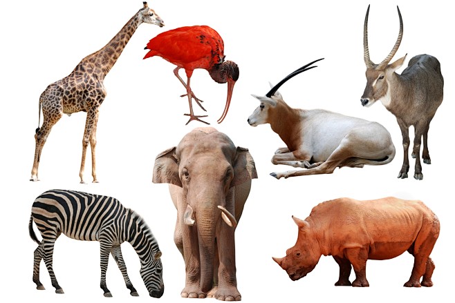 7种野生动物高清图片_lanrentuk...