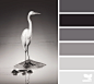 CreatureTones_1