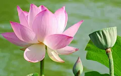 高清电脑荷花桌面壁纸