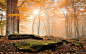 General 1400x875 landscape nature sunrise forest fall leaves trees mist moss yellow