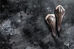 没有头的生安康鱼。黑色背景。前视图。本空间