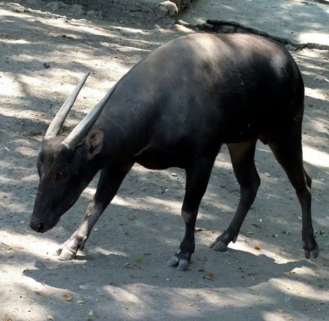 倭水牛低地亚种