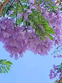 邀月言诗采集到花卉