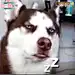 hizi