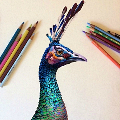 小红LR采集到彩铅插画