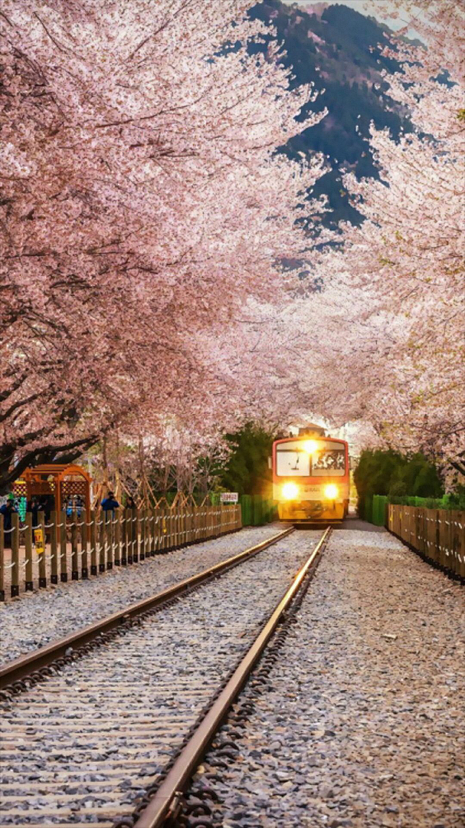梦幻樱花铁轨H5背景|背景,樱花背景,梦...