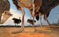 2. 南非奥茨胡恩的一家鸵鸟养殖场，粗壮的鸵鸟大腿给人留下深刻印象。