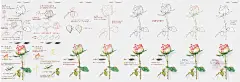 玫瑰花线稿教程｜原来画玫瑰花这么简单_1_新十八_来自小红书网页版
