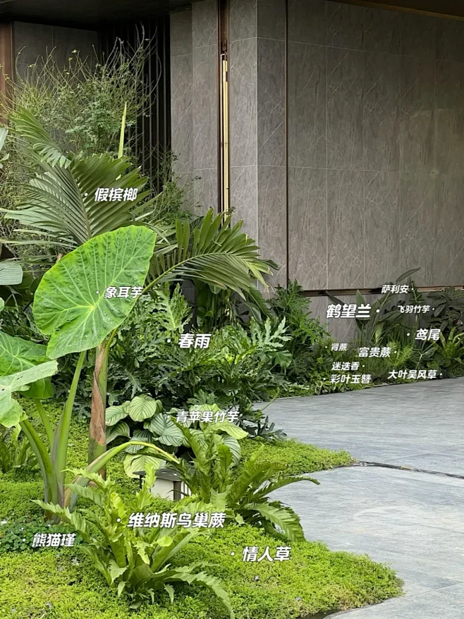 庭院分享——热带雨林风情植物搭配 - 小红书-花瓣网