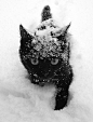 snowy kitty | Kitty♀