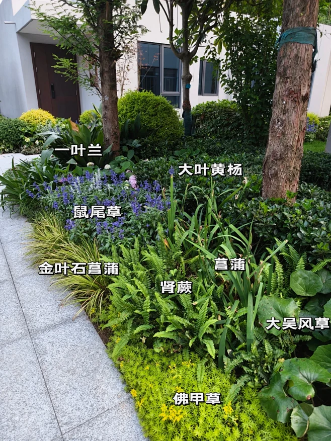 花境植物搭配 - 小红书-花瓣网