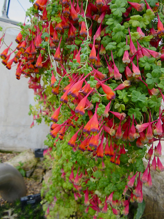 三色旱金莲（ tropaeolum tr...