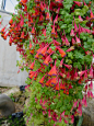 三色旱金莲（ tropaeolum tricolorum）