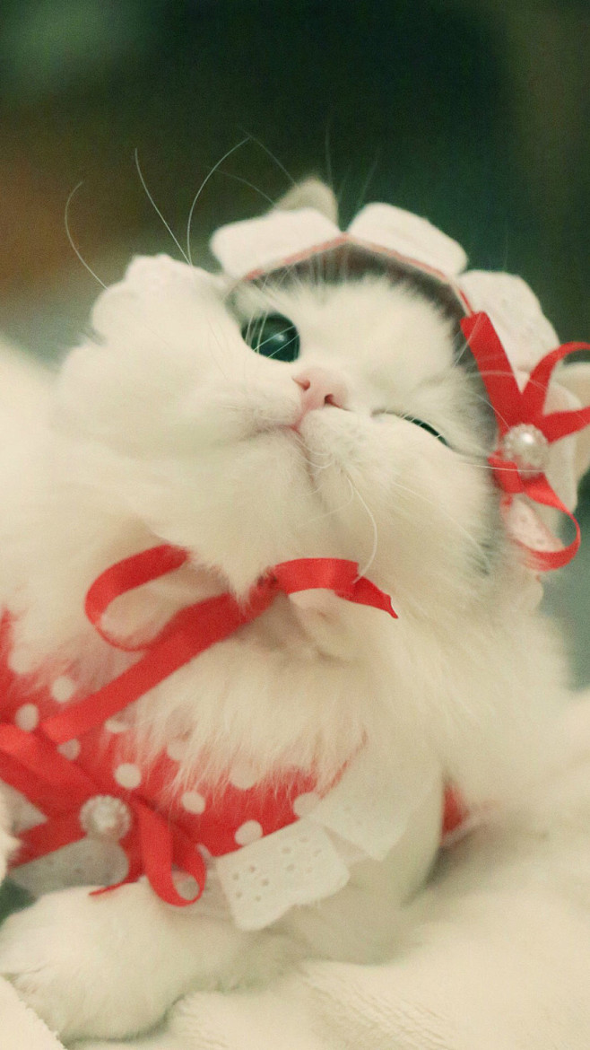 猫 狗 兔子 萌宠 宠物 摄影 写真