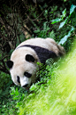 大熊猫(Ailuropoda melanoleuca)