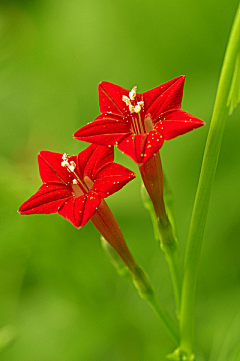 小磊子991采集到那些花儿