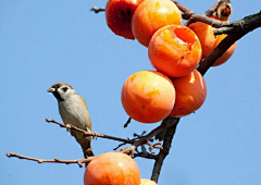 老付_23采集到Bird / 大鸟