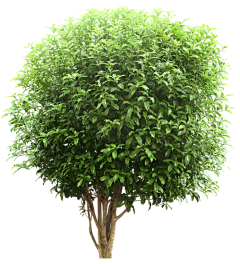 游叶知秋采集到植物素材