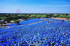 紫盆花采集到9-花海景观