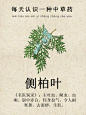 每天一味·第39期｜侧柏叶 - 小红书