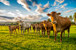 Cows lined up