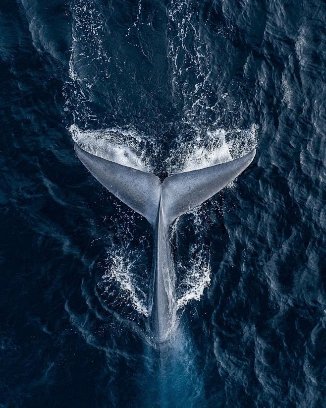 Whale 鲸鱼