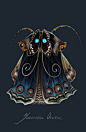 This contains an image of: Speedpaint, concept art: Butterfly Tribe