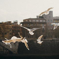 土豆Sue采集到Animal-Aves