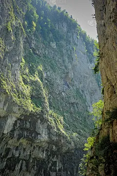 山上长满了树。阿布哈兹的群山是灵魂的国度