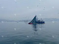 清晨薄雾中从博斯普鲁斯海峡带着巨大渔网捕鱼的渔船。灰色的海水和多云的天空。海鸟在船的上方飞翔。