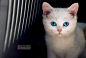 #宠物摄影# #猫咪# #白猫# #眼睛# #猫# #宠物# #萌宠# #喵星人#