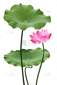 水彩资源库采集到荷花