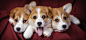 小狗，狗，三只，可爱表情，萌，好奇，动物壁纸