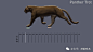 四足动物马，猎豹，狮子走跑动画多视角解析 - 动画 - CGWold游戏特效,游戏动画,二次元,游戏美术网站 - Powered by Discuz!