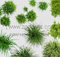 cutout-grass-_PSD_ZOSCAPE
