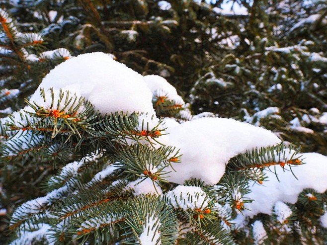 松树雪