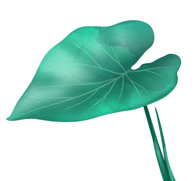 手绘树叶荷叶免抠_PNG：