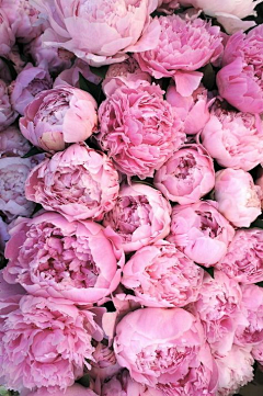 Lotus's采集到粉色