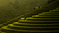 Rice Terraces by Tippawan Kongto