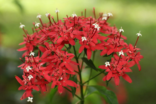 繁星花_你来看此花时_新浪博客