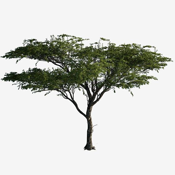 3d model tree acacia...