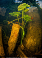 一只鱼眼中的世界是这样的。来自加拿大的自然摄影师 Eiko Jones，擅长水下摄影。这组作品是“在一片沼泽水下拍摄时，数以千计的蝌蚪游了过来，穿过植物的根系丛林”。