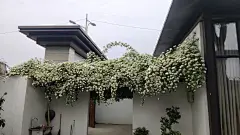 白木香（花量大，香，花期短，15天左右）2