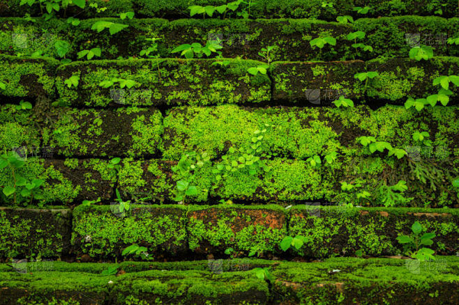 古老的,苔藓,自然,绿色,常绿树,砖墙,...