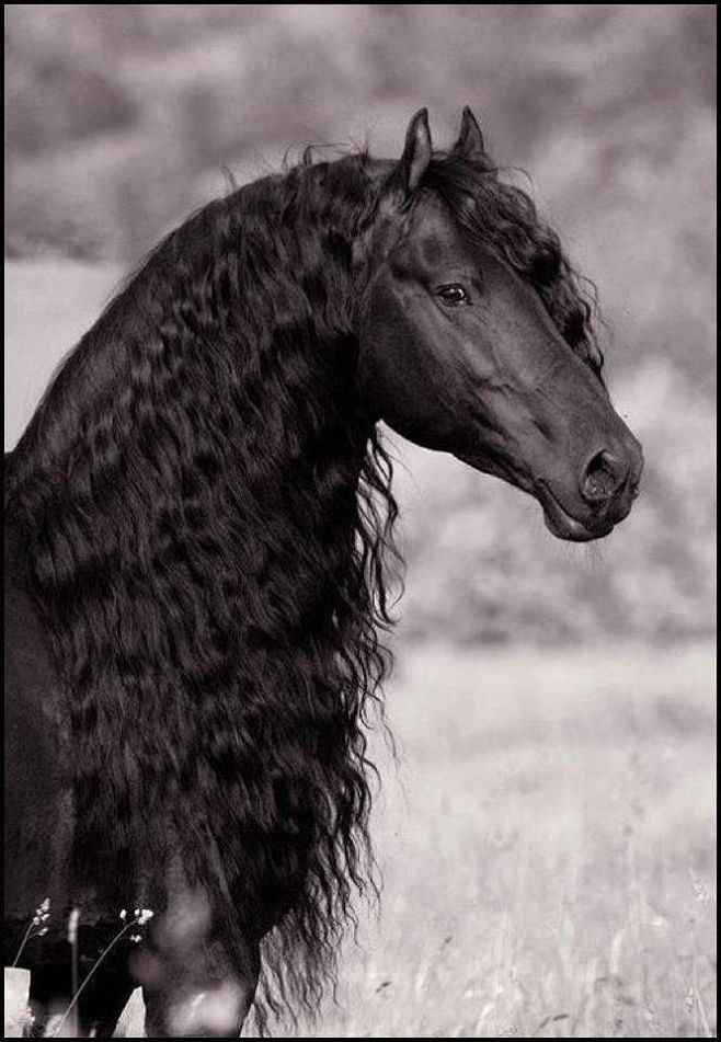 Friesian - black bea...