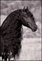 Friesian - black beauty | Horse