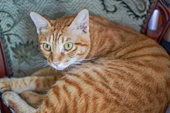 点击来源直接获取大图文件 |Cute pet cat Chinese pastoral cat raised in the family