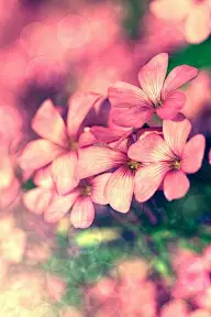 微笑向暖，安之若素